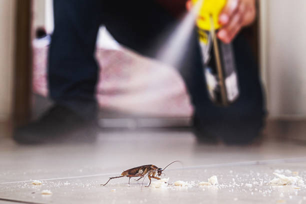 Wildlife Control Services in Clyde, NY